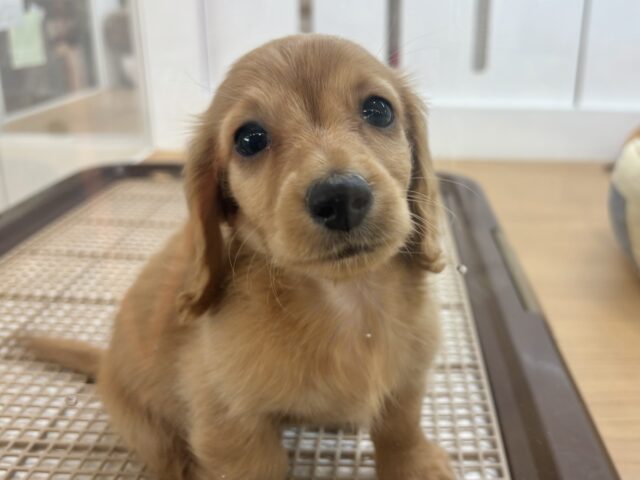 ミニチュアダックス