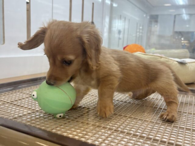 ミニチュアダックス