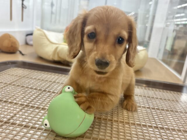 ミニチュアダックス