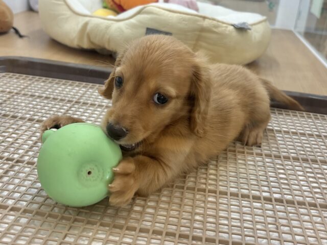 ミニチュアダックス