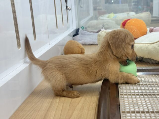 ミニチュアダックス