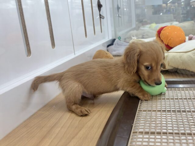 ミニチュアダックス