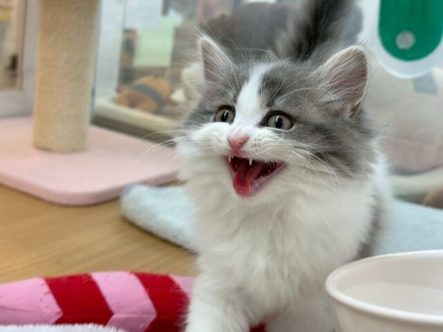 スコティッシュフォールド