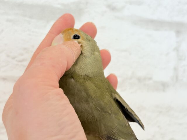 コザクラインコ（小桜インコ）