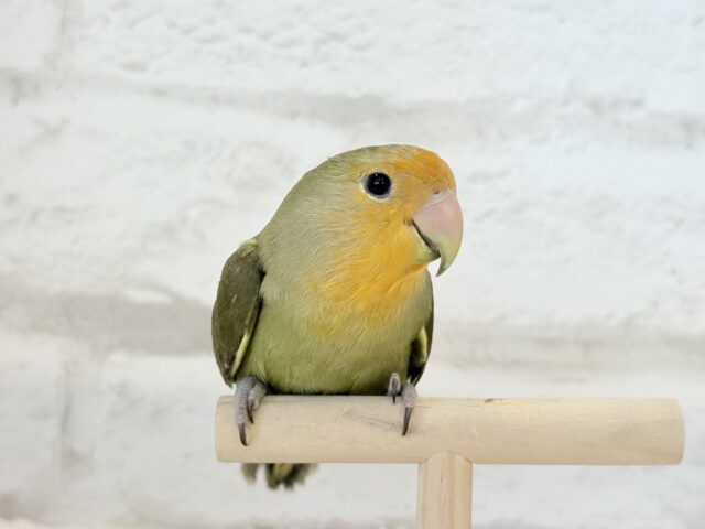 【最新画像更新🪄ひとり餌になりました☆】ふんわり優しい抹茶ちゃん🍵🍡コザクラインコ(オリーブ) ヒナ コザクラインコ(小桜インコ)