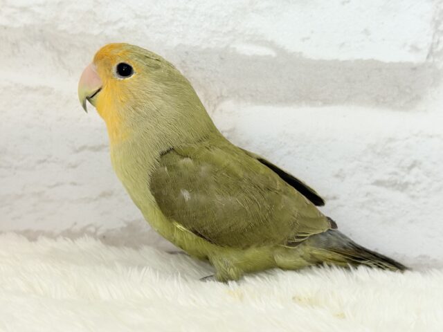 【最新画像更新🪄ひとり餌になりました☆】ふんわり優しい抹茶ちゃん🍵🍡コザクラインコ(オリーブ) ヒナ コザクラインコ(小桜インコ)