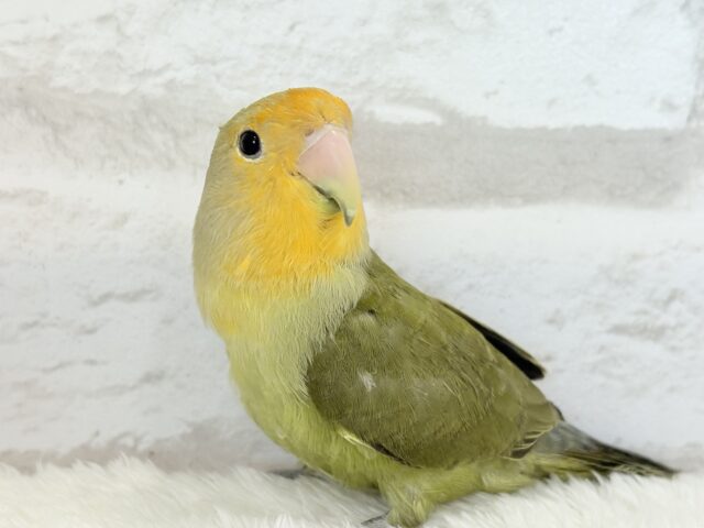 【最新画像更新🪄ひとり餌になりました☆】ふんわり優しい抹茶ちゃん🍵🍡コザクラインコ(オリーブ) ヒナ コザクラインコ(小桜インコ)