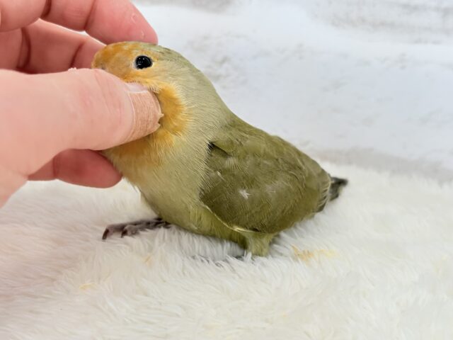 コザクラインコ（小桜インコ）