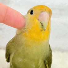 【最新画像更新🪄ひとり餌‪になりました☆】ふんわり優しい抹茶ちゃん🍵🍡コザクラインコ(オリーブ) ヒナ