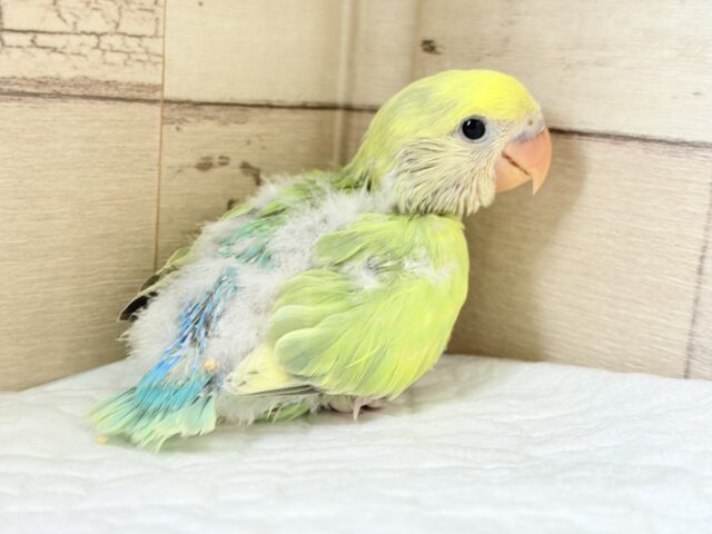 コザクラインコ（小桜インコ）