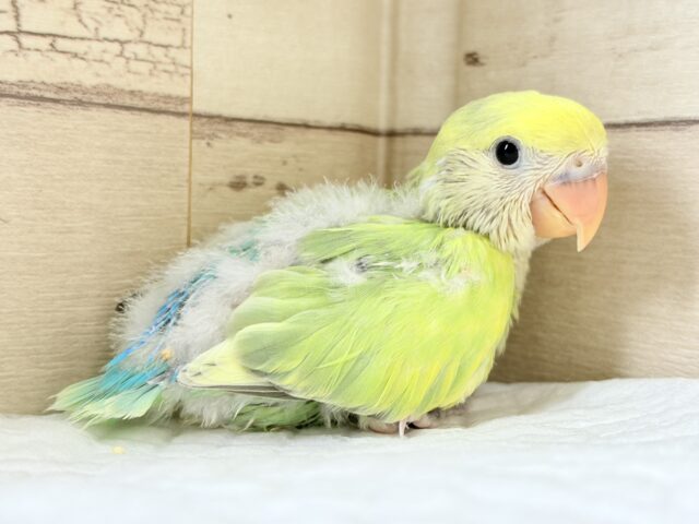 コザクラインコ（小桜インコ）