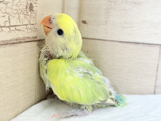 コザクラインコ（小桜インコ）