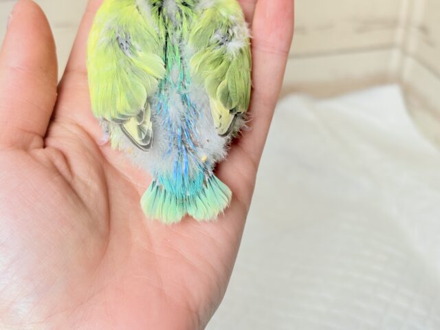 コザクラインコ（小桜インコ）