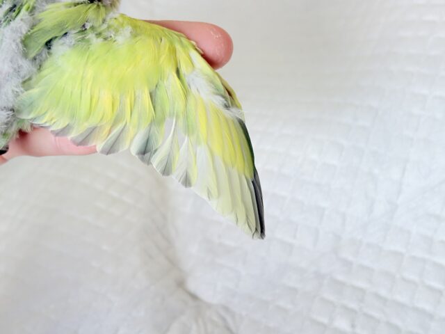 コザクラインコ（小桜インコ）