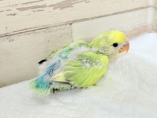 コザクラインコ（小桜インコ）