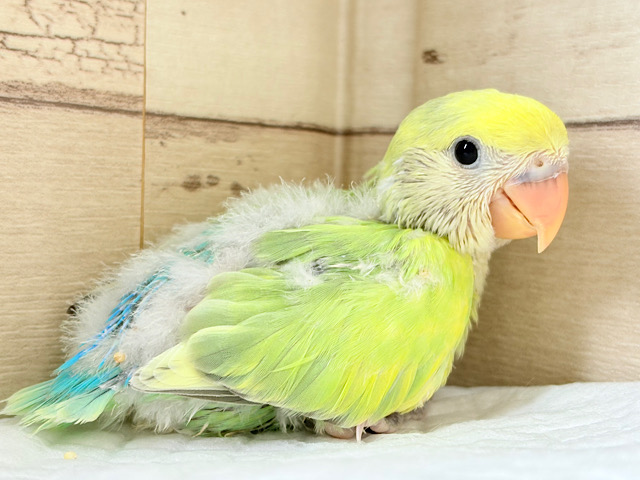 キラキラお花畑が広がる💐💖コザクラインコ(タイガー系) ヒナ
