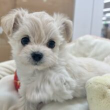 皆の目をハートにしちゃうもん♥チワプーちゃん！