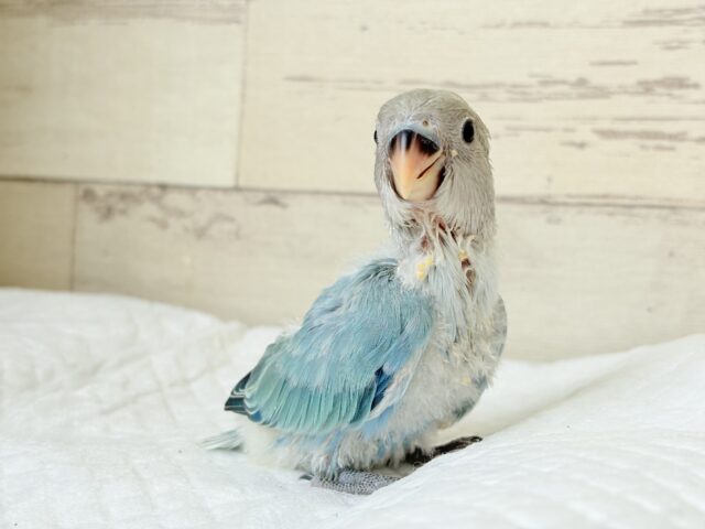 コザクラインコ（小桜インコ）