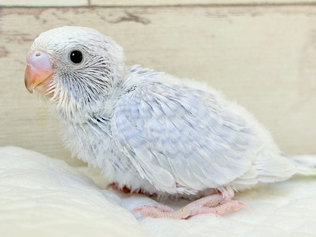 レアカラー🪅淡さと透明感、爆発中〜🫧💥セキセイインコ(スパングル) ヒナ