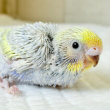 気品溢れる藤色ベイビー🐣🪻💖セキセイインコ(パステルレインボー) ヒナ