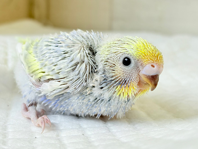 気品溢れる藤色ベイビー🐣🪻💖セキセイインコ(パステルレインボー) ヒナ