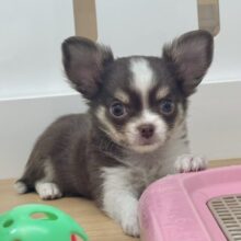 僕って超可愛いの〜？？チワワくん！