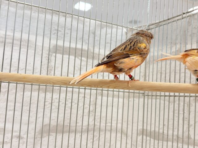 グロスターカナリア