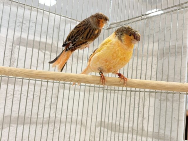 グロスターカナリア