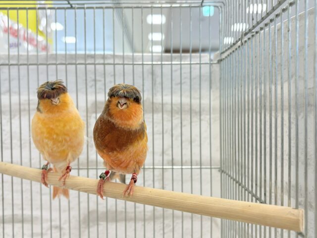 グロスターカナリア