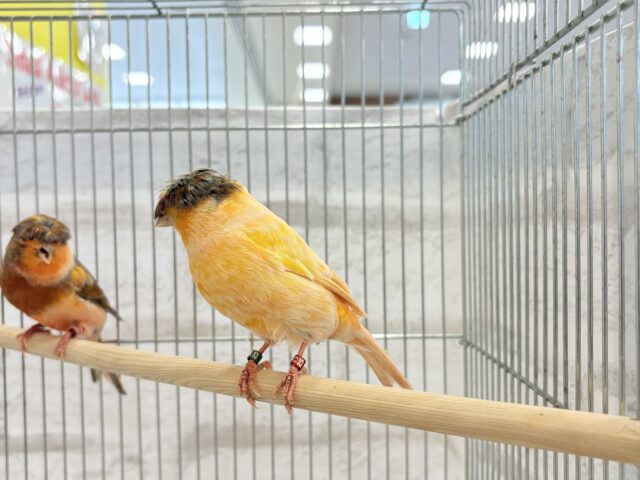 グロスターカナリア