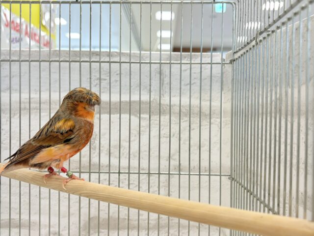 グロスターカナリア