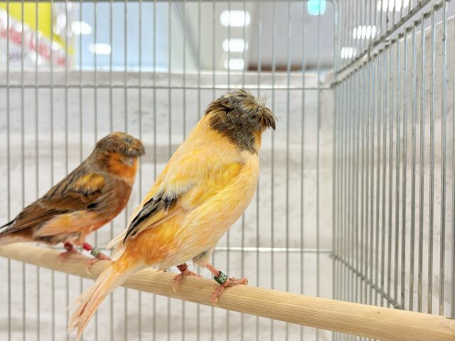 グロスターカナリア