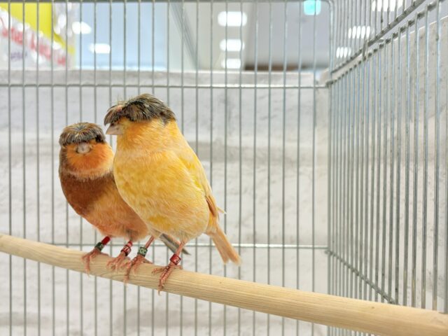 グロスターカナリア