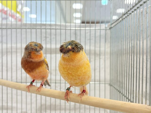 グロスターカナリア