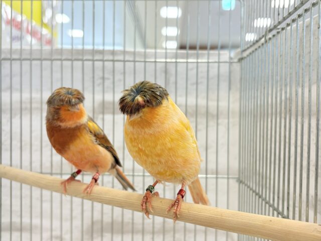 グロスターカナリア