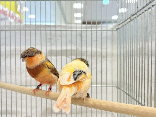 グロスターカナリア