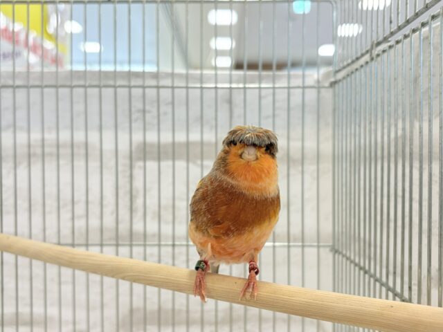 グロスターカナリア