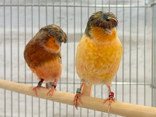 可愛い可愛いカッパちゃん🐥🥒🎼グロスターカナリア