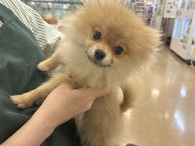 ポメラニアン