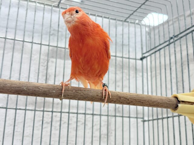 赤カナリア