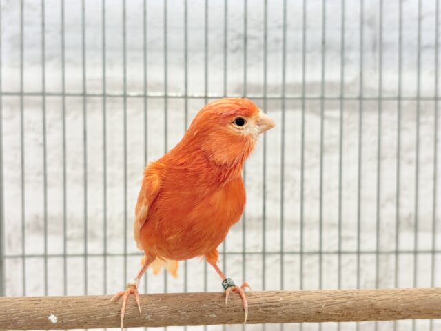 赤カナリア