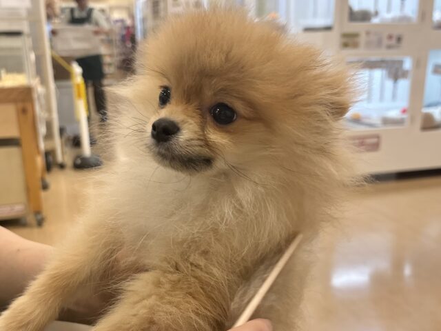ボクの虜になぁ〜〜れっ♡♡ポメラニアンくん! ポメラニアン