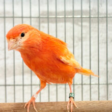 真っ赤っ赤〜な妖精さん🐥❤️赤カナリア(メス)