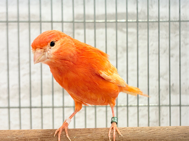 真っ赤っ赤〜な妖精さん🐥❤️赤カナリア(メス)