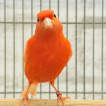 情熱的に愛を囁く〜🐥🎼💖赤カナリア(オス)