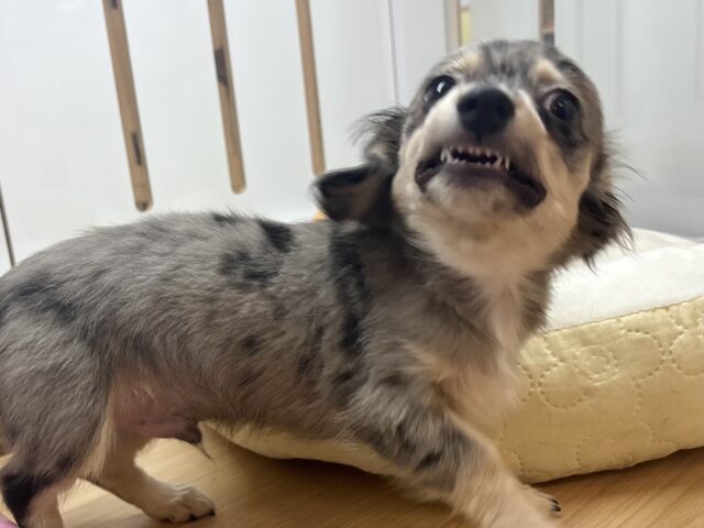 お腹を見せるサービスは年中無休☆チワックスくん! チワックス