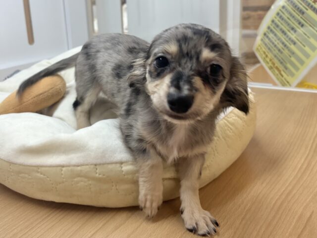 お腹を見せるサービスは年中無休☆チワックスくん! チワックス