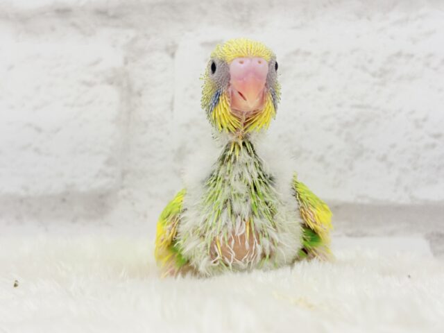 カメラを向けると笑顔になっちゃう🐣🌿セキセイインコ(パイド) ヒナ セキセイインコ