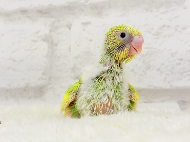 カメラを向けると笑顔になっちゃう🐣🌿セキセイインコ(パイド) ヒナ セキセイインコ