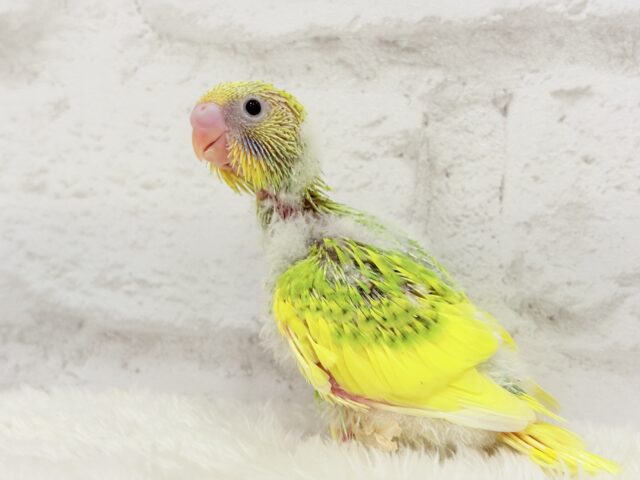 カメラを向けると笑顔になっちゃう🐣🌿セキセイインコ(パイド) ヒナ セキセイインコ